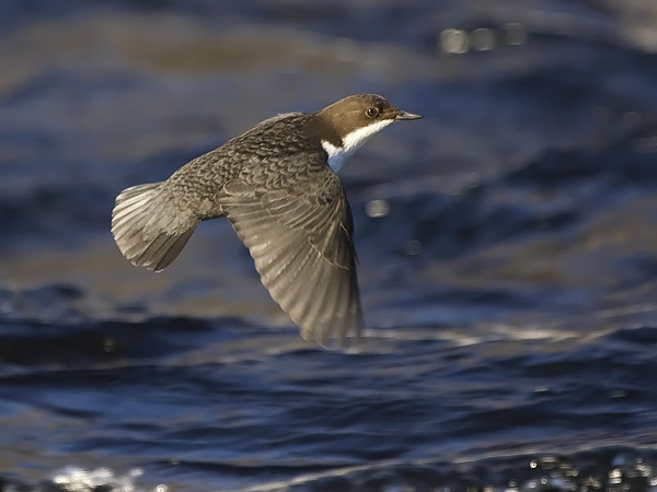 Koskikara, White-throated Dipper, Cinclus cinclus